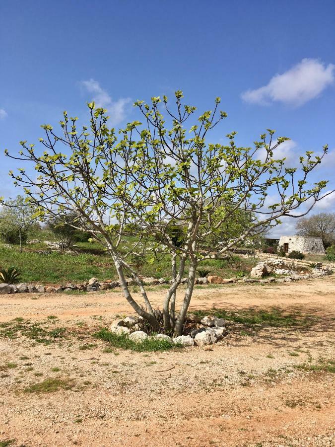 Agriturismo Le Fornelle ทริกาเซ ภายนอก รูปภาพ